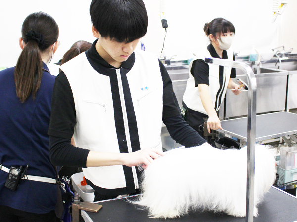 学校のモデル犬とトリミング実習♪